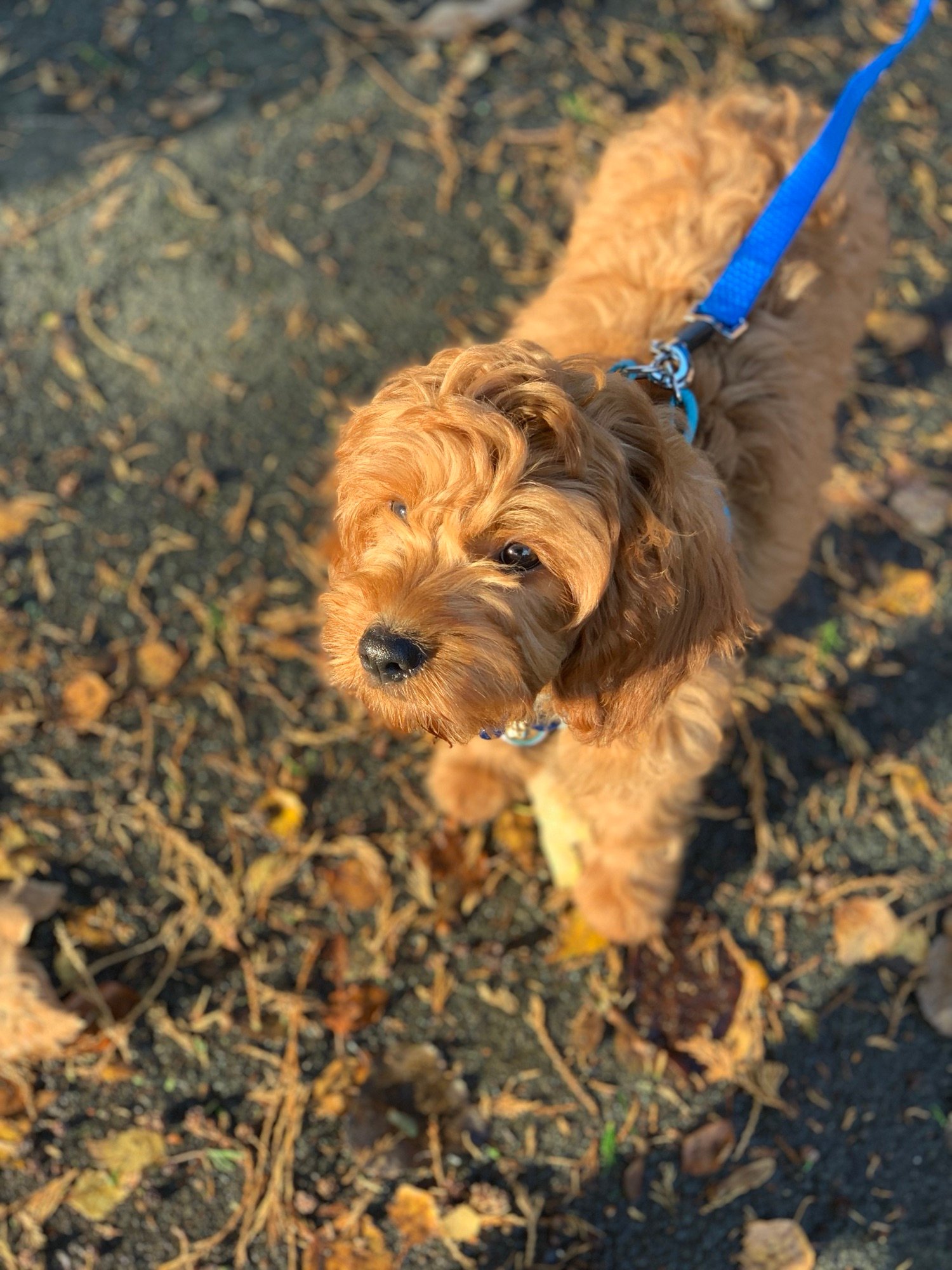 Cavapoo vs Cavapoochon - Lellalee