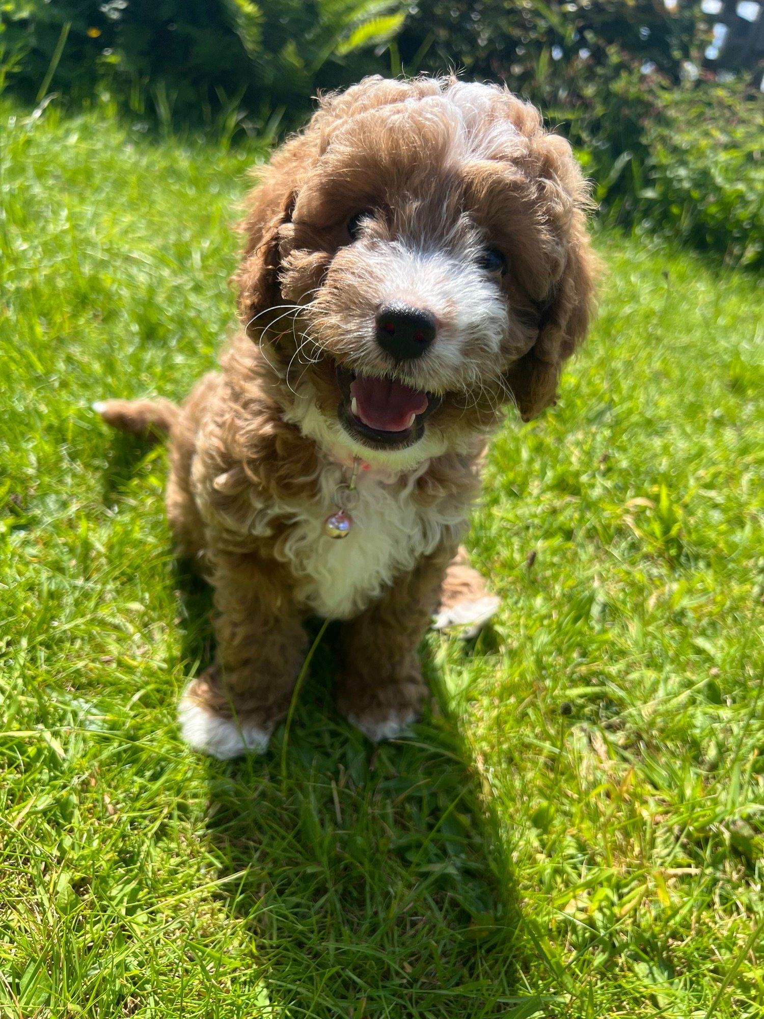 What is a Cavapoochon? - Lellalee