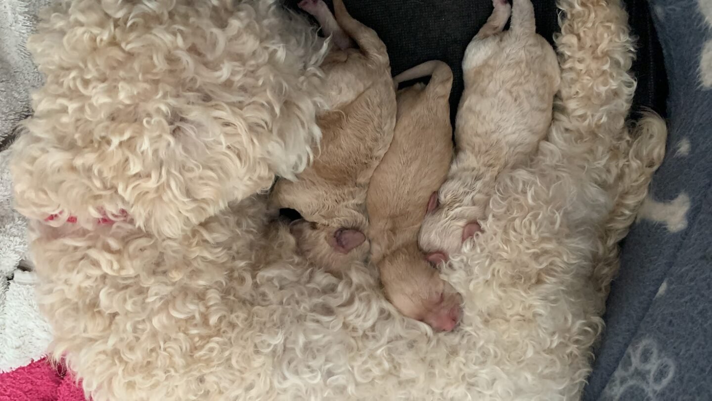 The First Month in the Life of a Cavapoochon Puppy - Lellalee