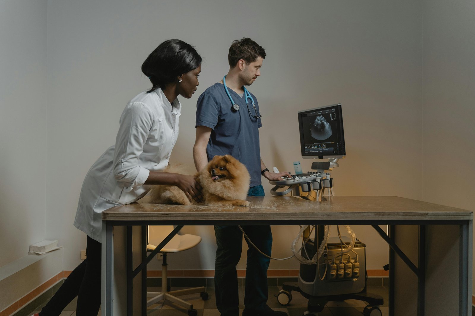 We Took our Pregnant Dog for an Ultrasound Scan