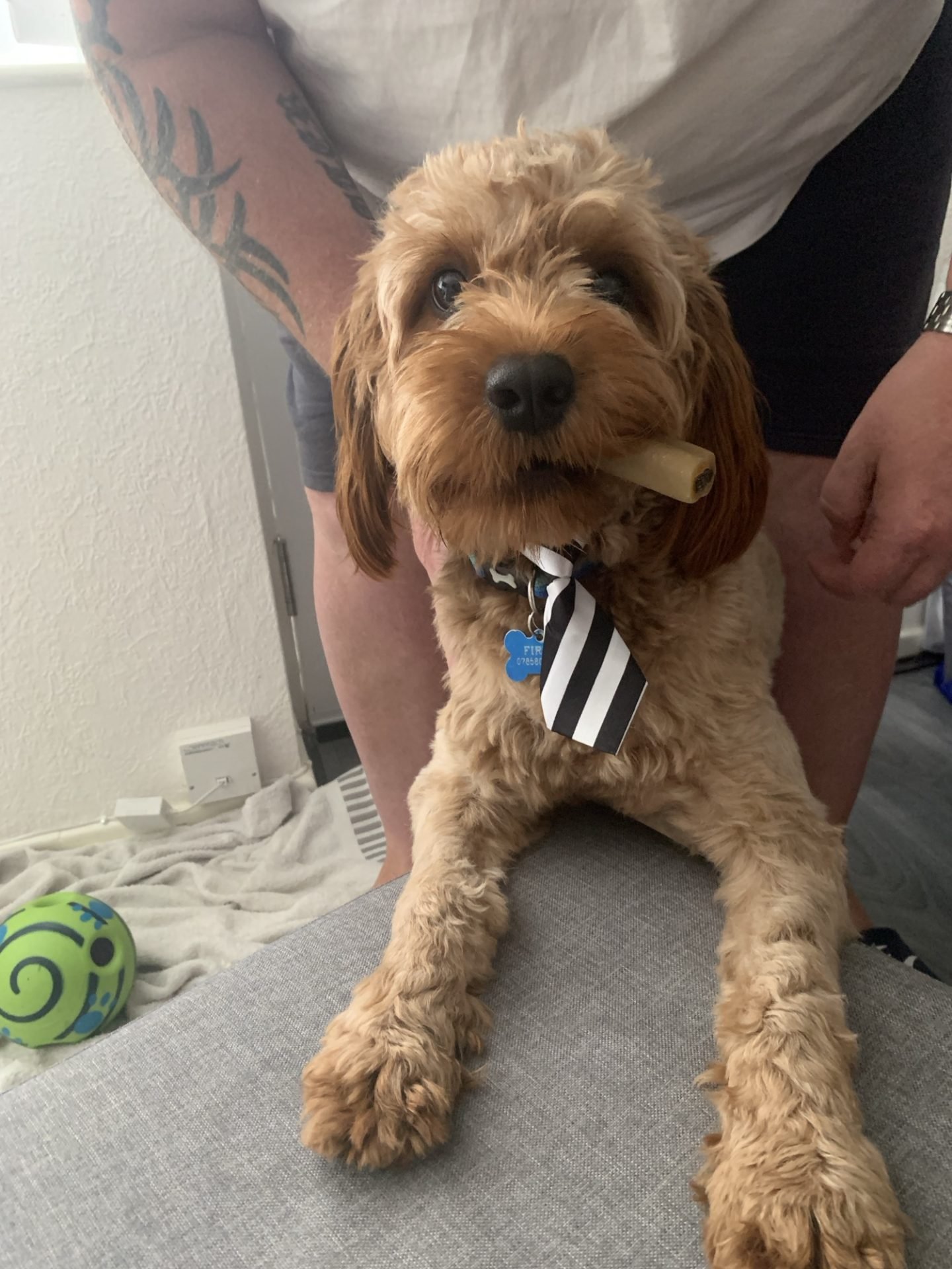 Cavapoo vs Cavapoochon - Lellalee
