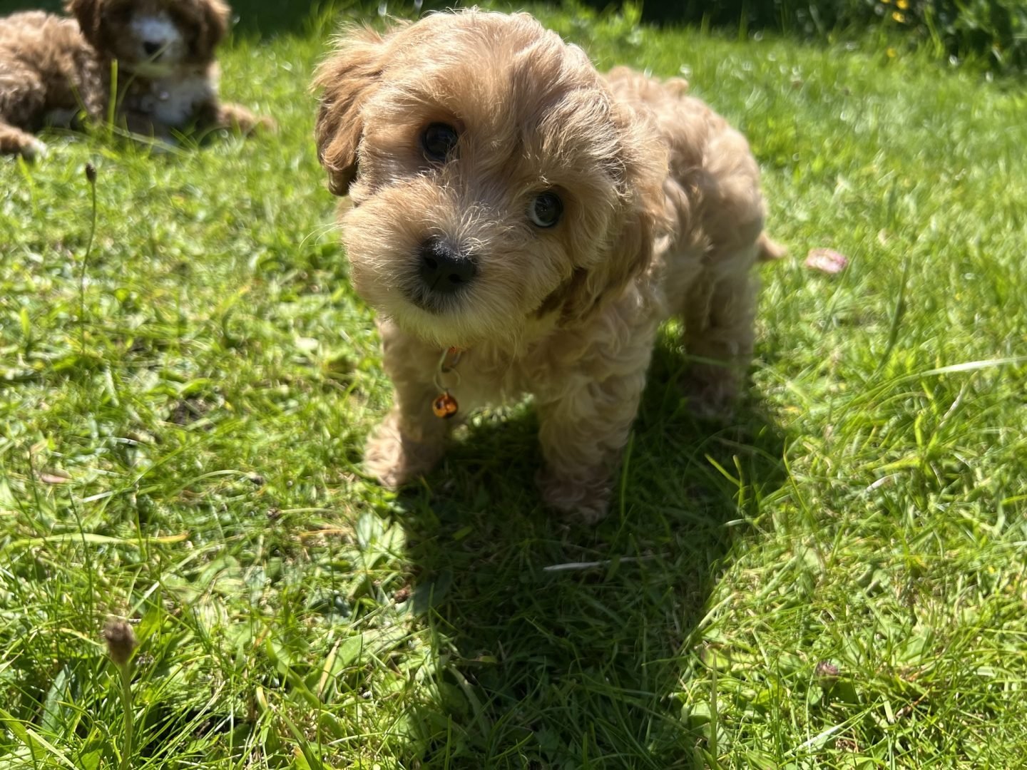 What is a Cavapoochon? - Lellalee