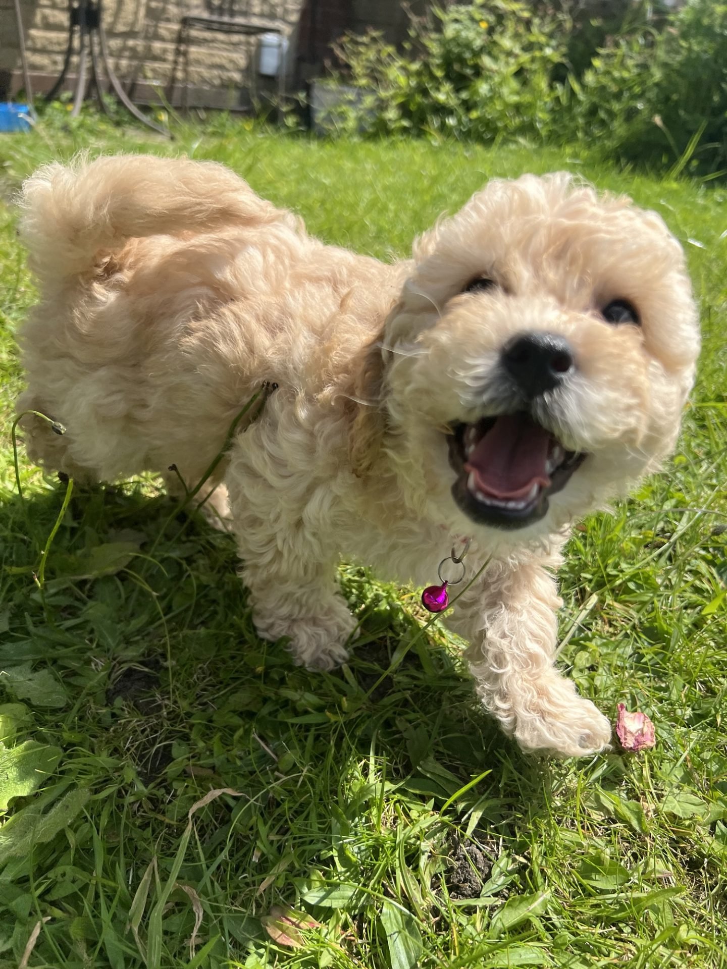 What is a Cavapoochon? - Lellalee