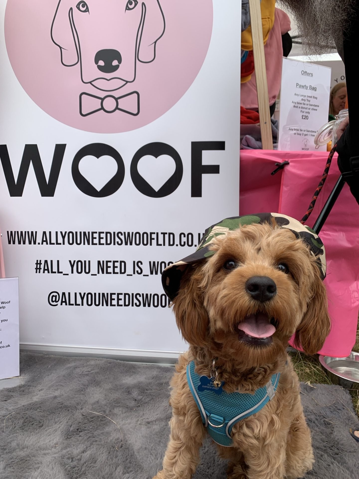 What is a Cavapoochon? - Lellalee