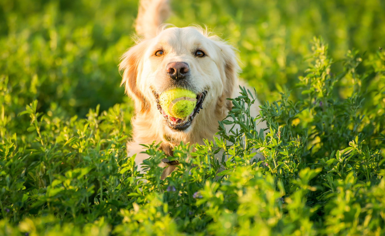Why More Families Are Choosing Pets to Improve Everyday Life at Home