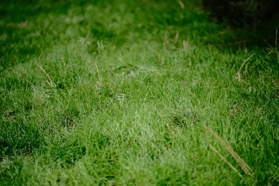 What Are Your Alternatives When You’re Sick Of Lawns?