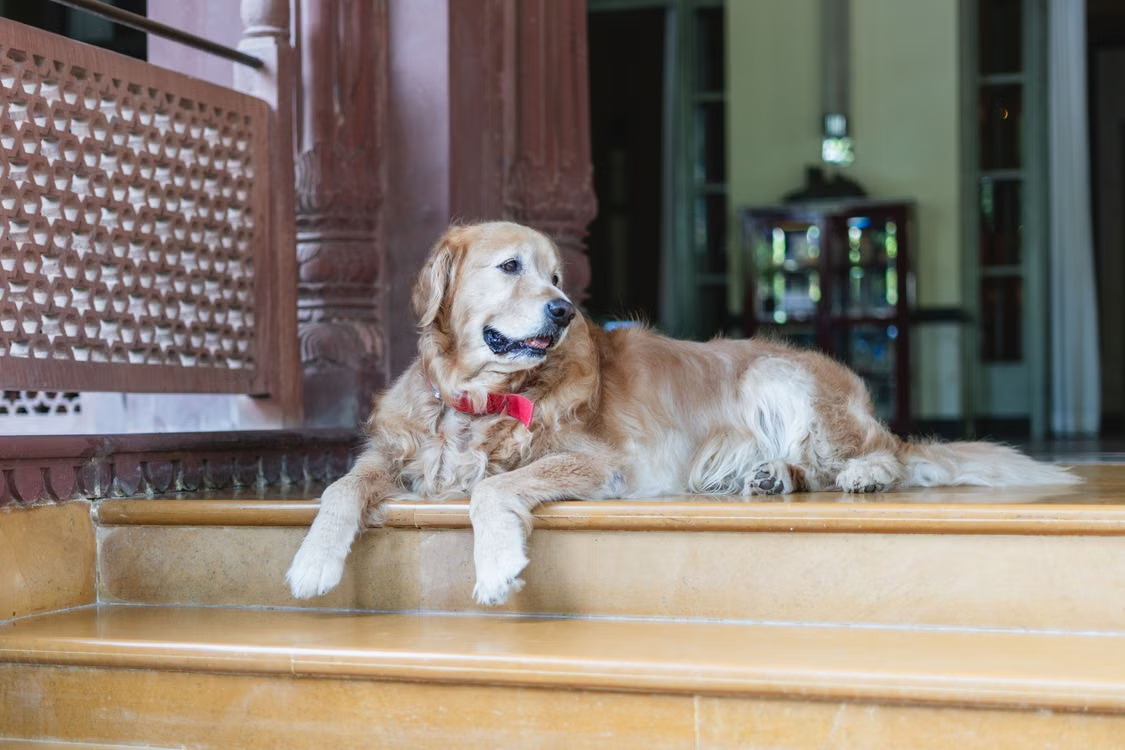 Top Reasons Why People Shy Away From Pets (And How to Overcome Them)
